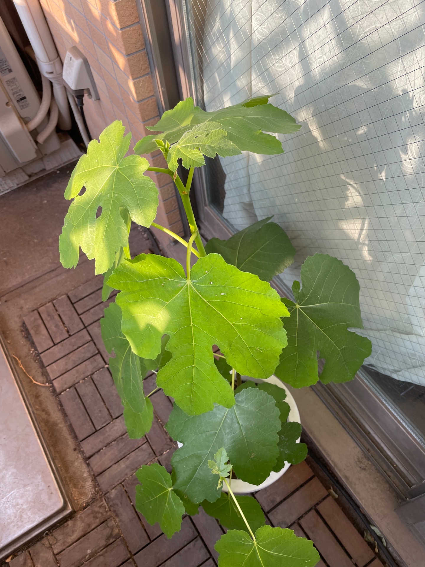 イチジク