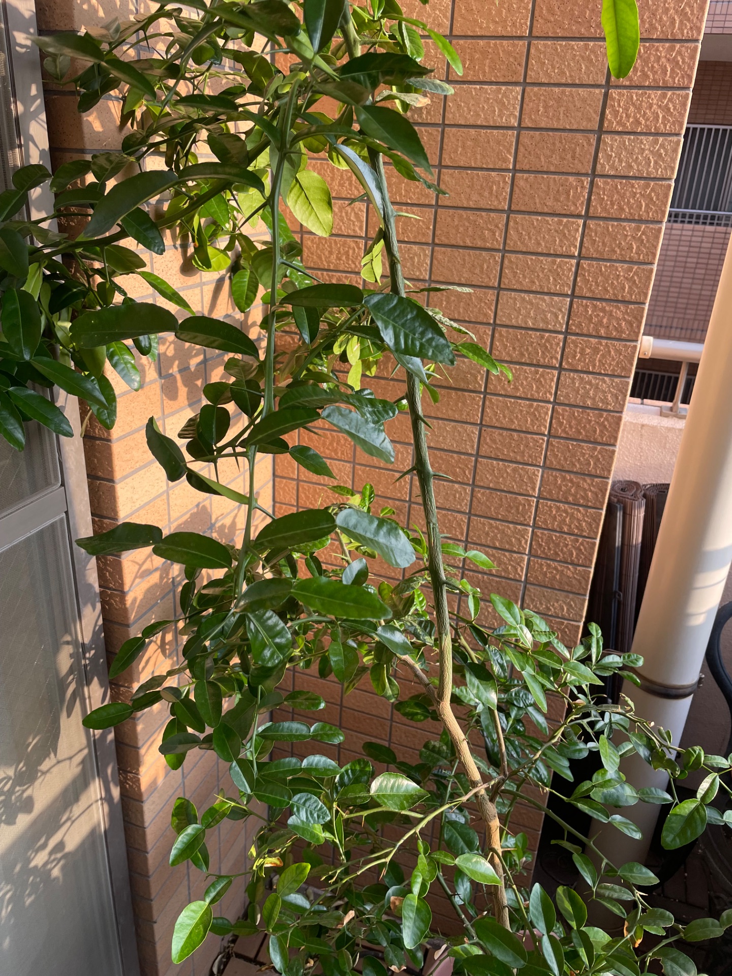コブミカン